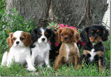 Breeders of Cavalier King Charles Spaniels