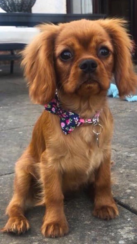 Blaenpennal cavaliers sales