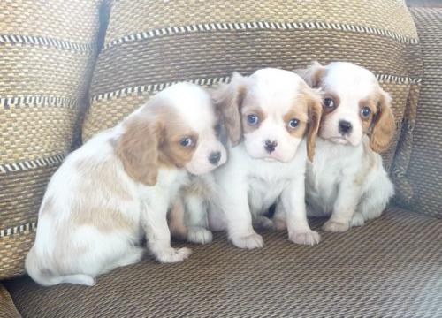 small-pups