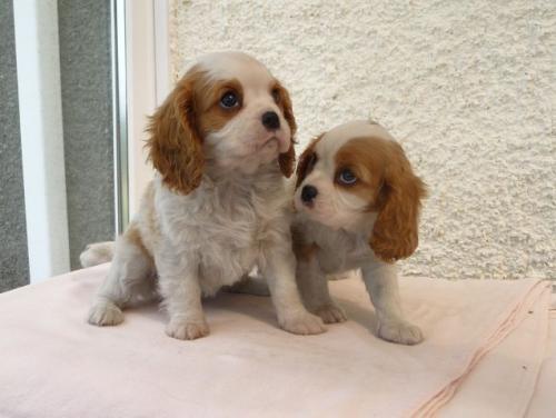 pups