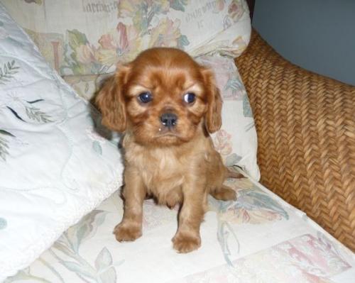 ruby-pups