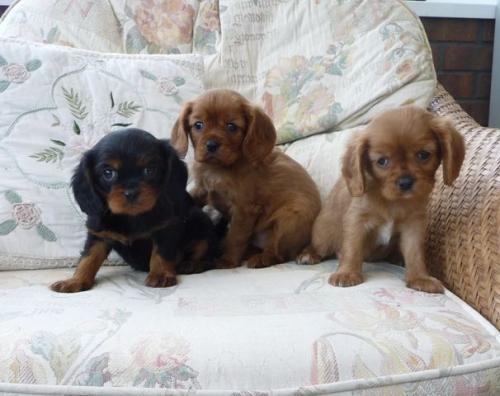 small-pups
